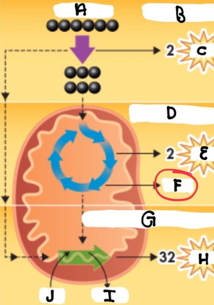 <p>What is the product in part F</p>