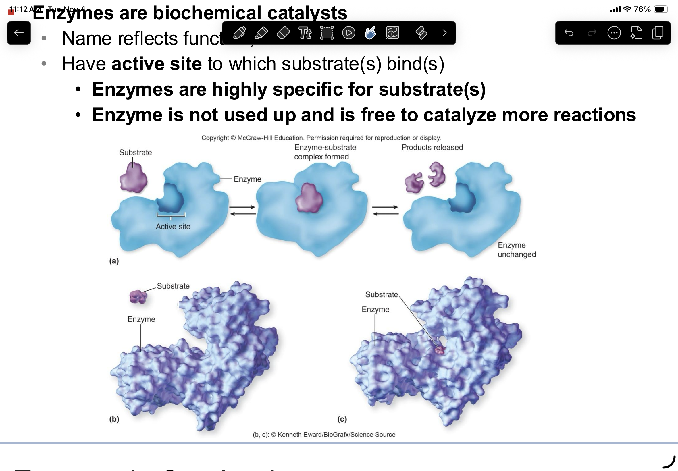 <ul><li><p>speed up conversion of substrate into product by lowering activation energy</p></li><li><p>highly specific for their reactants</p></li><li><p>do not take part in the reaction</p></li><li><p>reactions will occur without enzymes, but very slowly</p></li></ul><p></p>