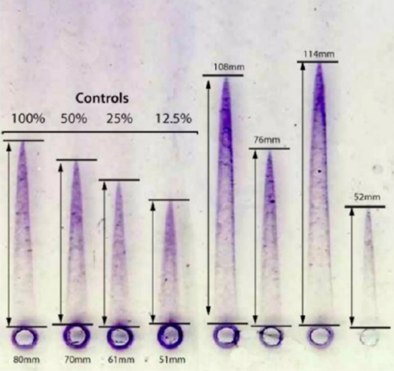<p>In this electrical field, an ______ is applied which creates a potential difference that drives the migration of the charged molecules through the gel.</p>