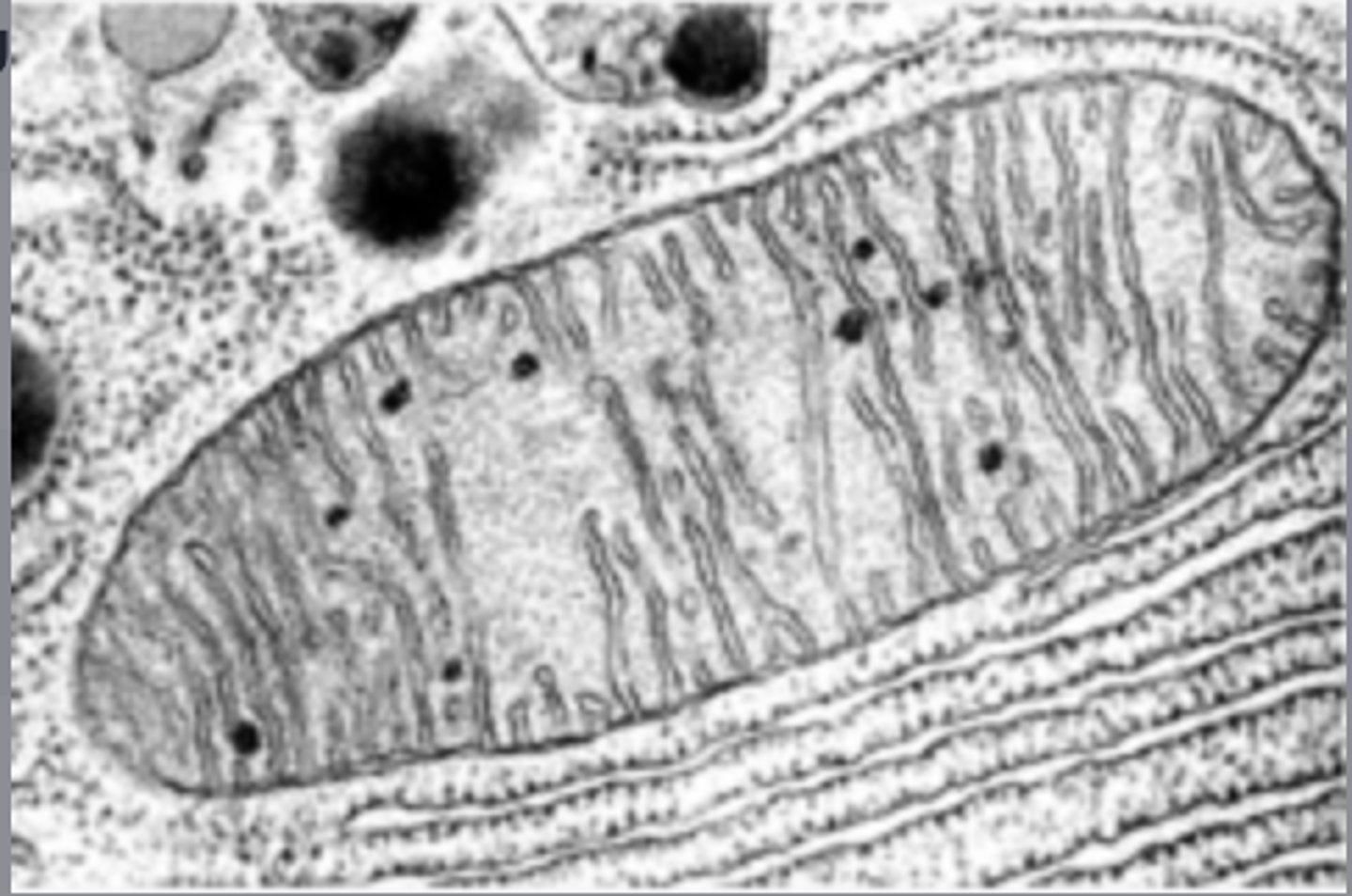 <p>Identify the specific structure</p>