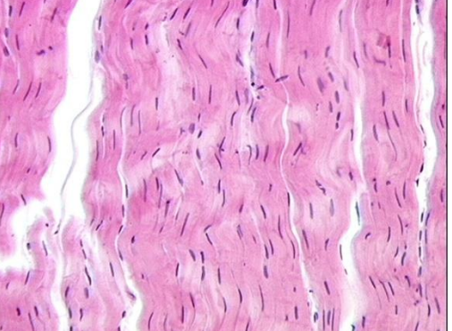 <p>dense regular connective tissue</p>