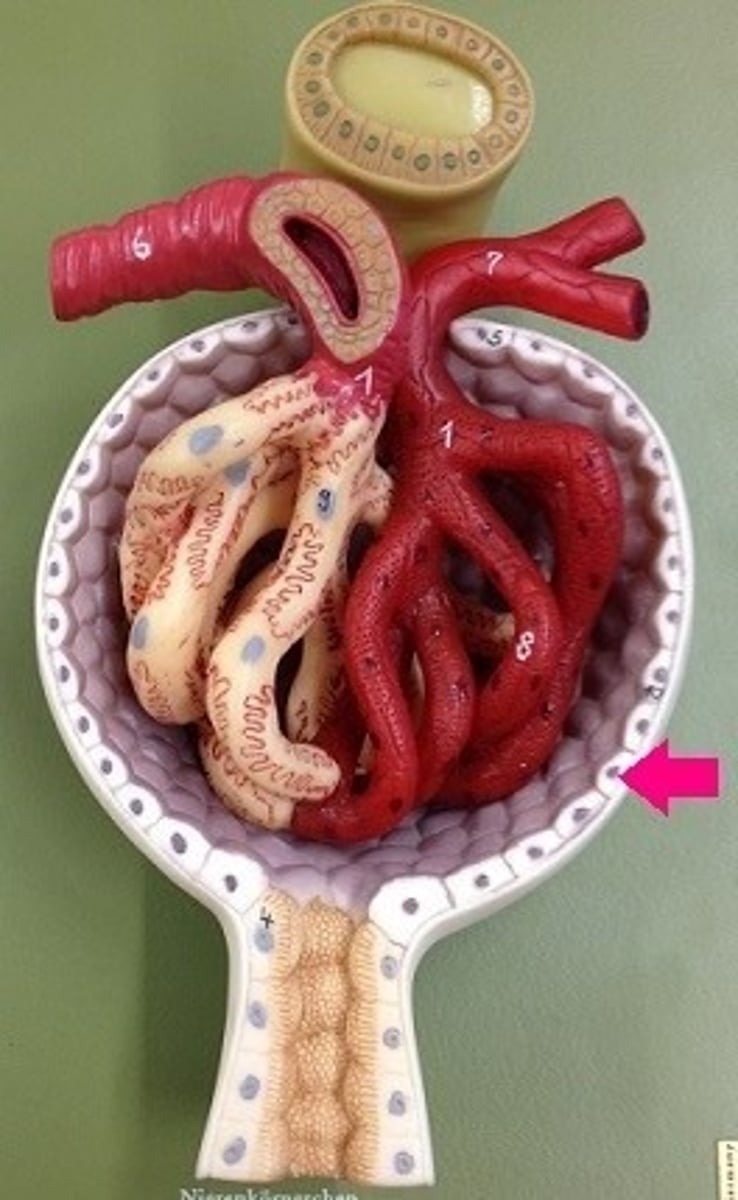 <p>beginning of tubule; cup-shaped strucutre of the nephron that encloses the glomerulus where filtration takes place</p><p>has parietal and visceral epithelium</p>