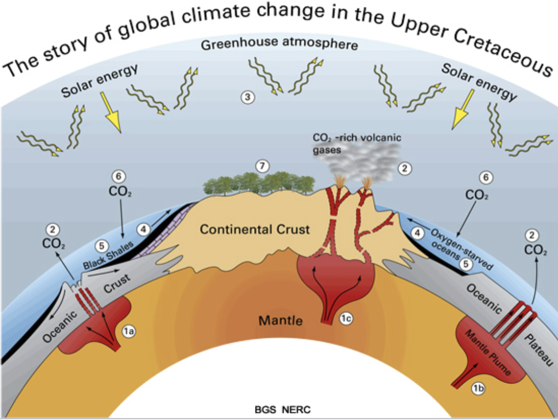 <p>marked by extinction of dinosaurs, ammonites, and rudist corals. This abrupt extinction was most likely due to an astroid impact at Chicxulub on Yucatan peninsula. </p>