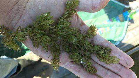 Family: Ceratophyllaceae

SN: Ceratophyllum demersum