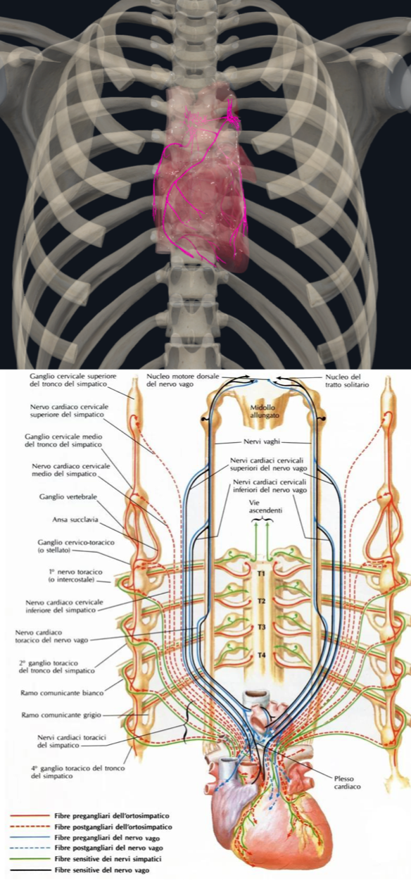 <p>Nel Plesso Cardiaco quindi troviamo:</p><ul><li><p>Fibre post-gangliari del simpatico </p></li><li><p>Fibre pre e post-gangliari del parasimpatico</p></li><li><p>Gangli Parasimpatici</p></li></ul><p>Localizzazione:</p><ul><li><p>Parte superficiale → tra tronco polmonare e aorta</p></li><li><p>Parte profonda: tra aorta e trachea</p><ul><li><p>qui troviamo il ganglio parasimpatico</p></li></ul></li></ul><p>Le fibre post-gangliari di entrambi raggiungono:</p><ul><li><p>Nodo senoatriale e atrioventricolare, modulandone l’attività elettrica</p></li></ul><p></p>