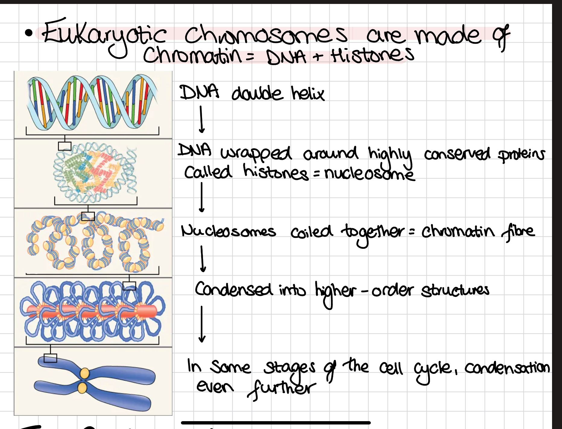 <p>Chromatin= DNA + histones</p>