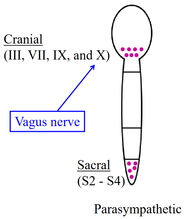 <ul><li><p>Cell bodies are found in the cranial and sacral regions. </p><ul><li><p>Brainstem and sacral region (spinal cord). </p></li></ul></li><li><p>The axons of parasympathetic preganglionic fibers are contained in cranial nerves 3, 7, 9, 10. </p></li><li><p>Cell bodies of the first neuron are also found in the sacral region, S2-S4. </p></li></ul><p></p>