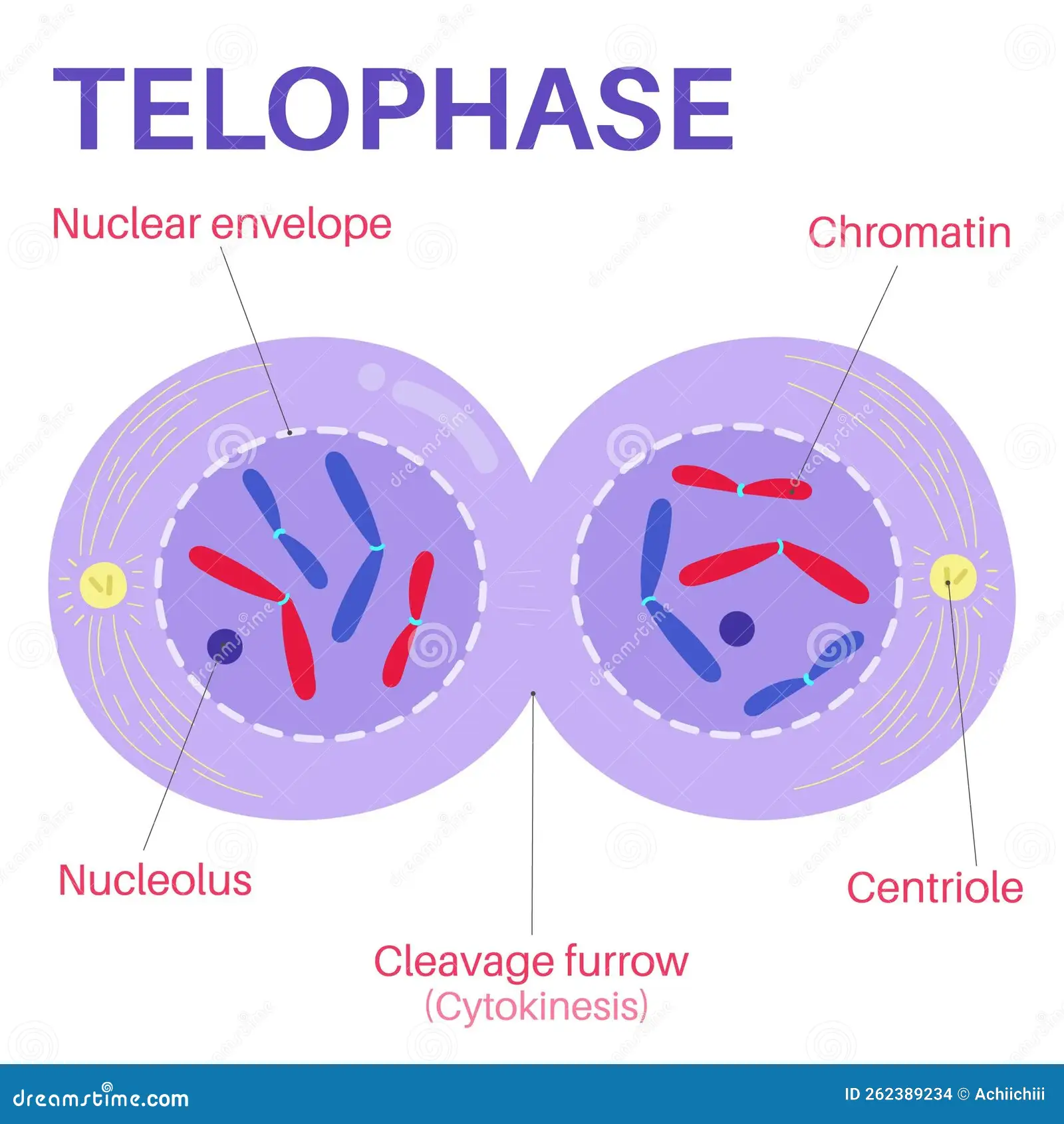 <ul><li><p>the two sets of chromosomes are now at separate poles </p></li><li><p>spindle fibres break down </p></li><li><p>chromosomes condense </p></li><li><p>new nuclear membrane forms </p></li></ul><p></p>