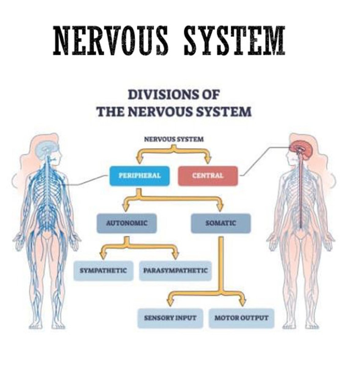 <p>autonomic and somatic</p><p>Autonomic: sympathetic (fight/flight), parasympathetic (rest/digest)</p><p>Somatic: sensory input, motor output</p>