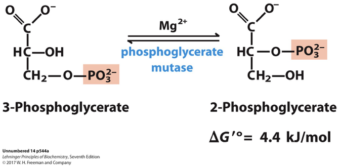 <p>is a step in glycolysis where 3-phosphoglycerate is converted into 2-phosphoglycerate by the enzyme phosphoglycerate mutase. This reaction involves the rearrangement of the phosphate group, facilitating further steps in the glycolytic pathway. </p>