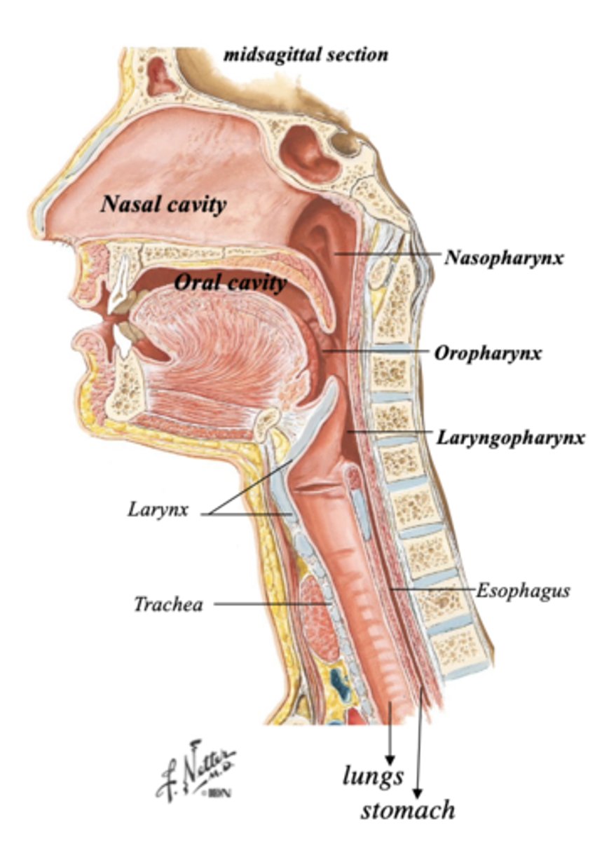 <p>pharynx</p>