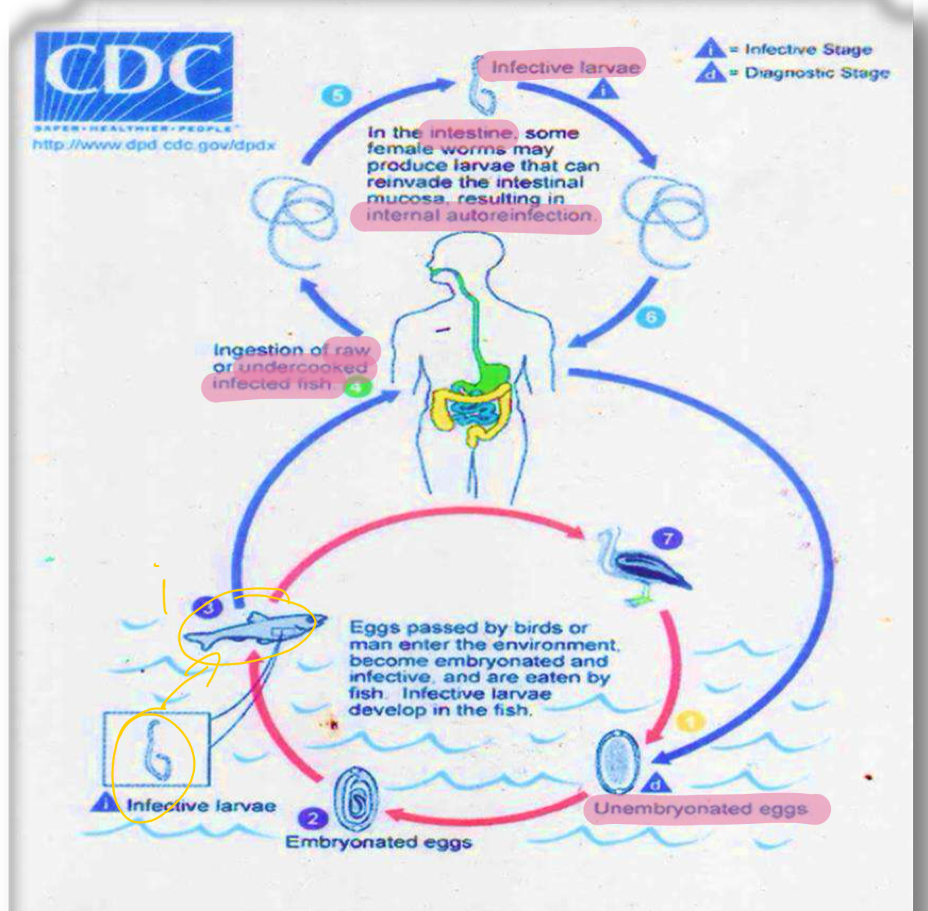 <p>Life cycle?</p>