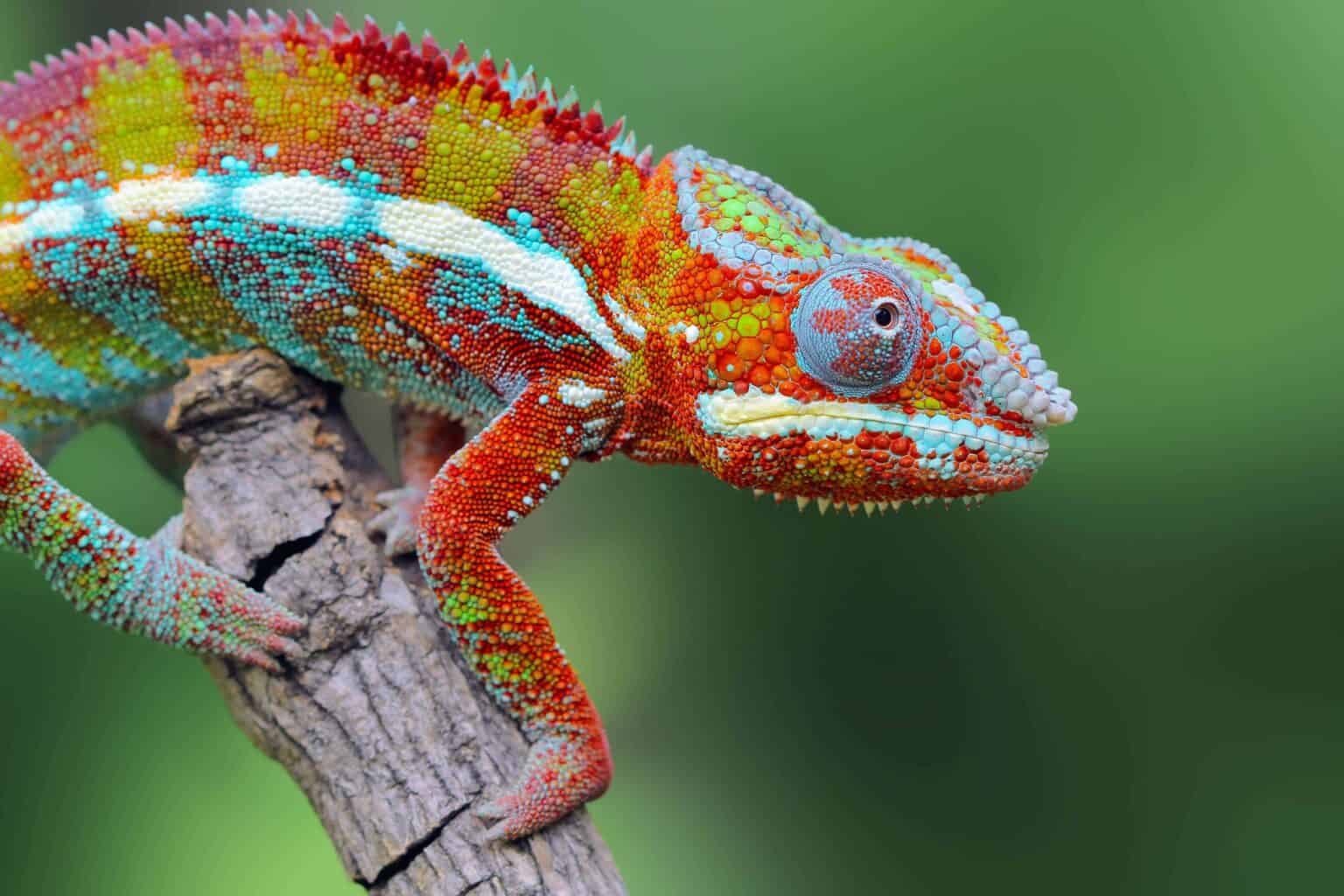 <p>Chameleon</p>