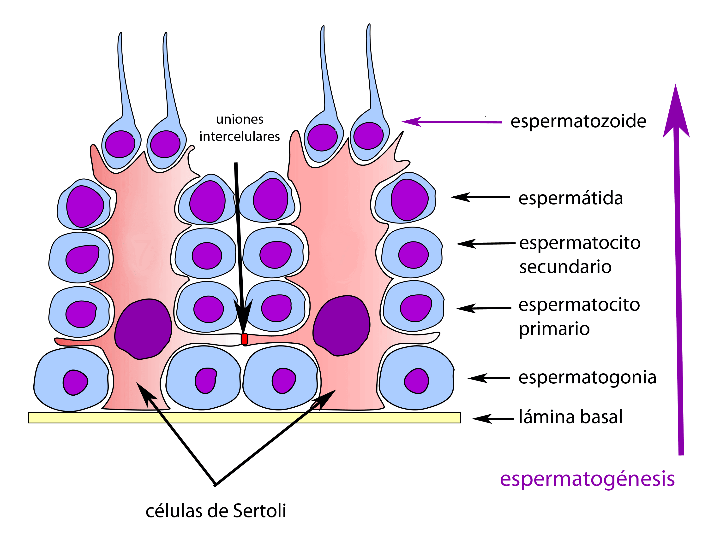 la _____________ esta compuesta de celulas de sertoli que se extienden  desde la membrana basal hasta la luz del tubulo

\- tienen funciones de union conectadas

\- no permite la entrada de celulas inmunitarias