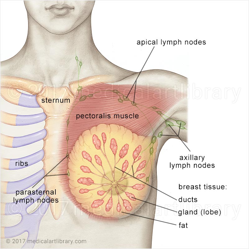 <p>chest</p>