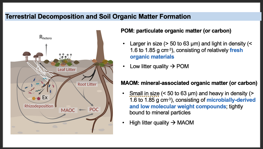<p>C. MAOM primarily consists of microbially derived carbon that is tightly bound to mineral particles, protecting it from further decomposition and enabling long-term storage.</p>