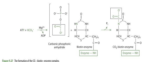 <p>biotin gains CO2&nbsp;</p>