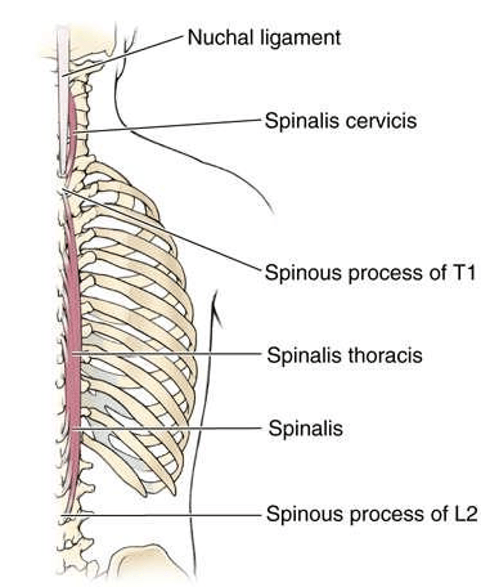 <p>Drains to lumbar trunks, then to chyle cistern at thoracic duct origin.</p>
