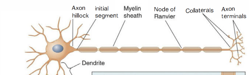 * action potentials originate here 
* the cone-shaped segment of axon located at the junction of the axon and cell body that is specialized for the generation of action potentials