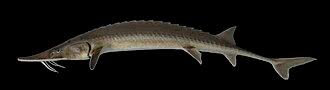 <p><span><span>Found in the </span></span>Missouri River<span><span> and </span></span>Mississippi River<span><span> systems.</span></span></p>
