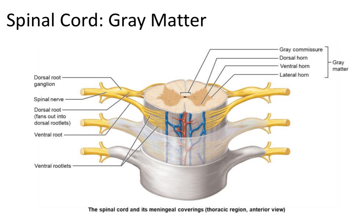 <p>Gray Matter</p>