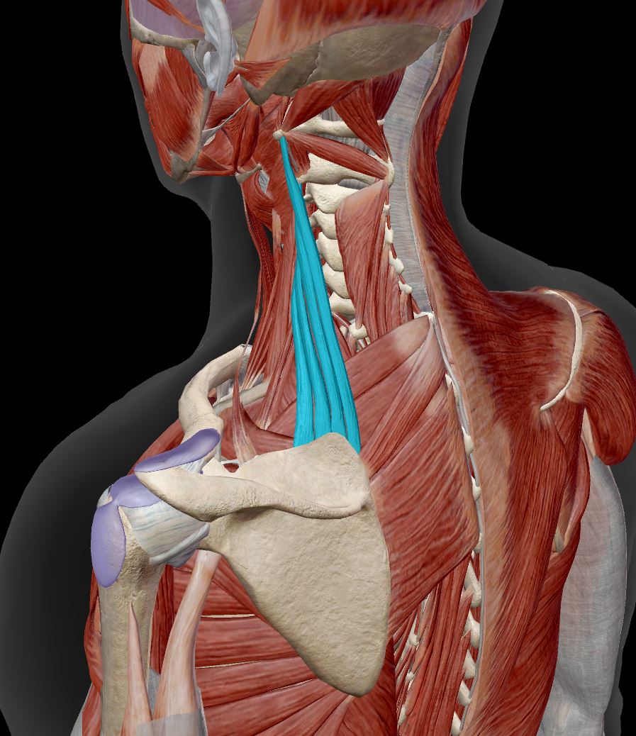 <p>shoulder girdle muscle&nbsp;</p>