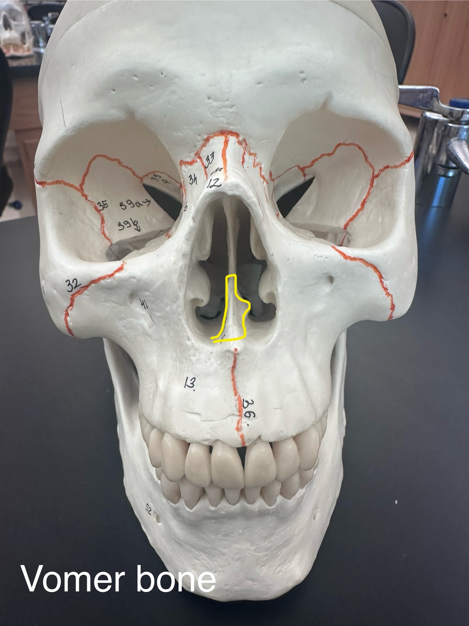 <p>Vomer Bone</p>