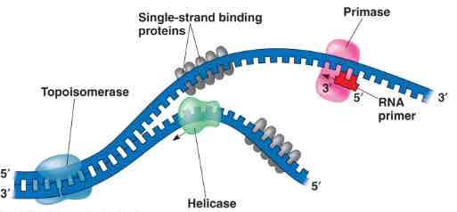 <p>reads the DNA code and synthesizes an RNA primer (5-10 RNA nucleotides long)</p>