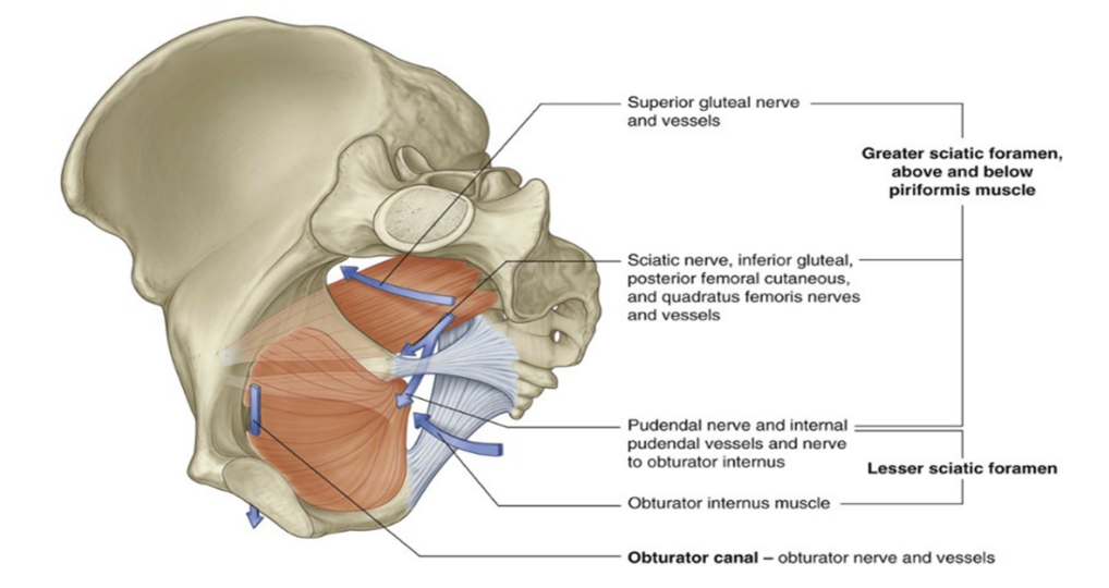 <ul><li><p>Passageway formed in the obturator foramen by the obturator membrane &amp; the pelvis, connecting the pelvis to the thigh</p></li><li><p>Originates from obturator foramen </p><ul><li><p>An opening between ischium &amp; pubic bones inferior to the acetabulum</p></li><li><p>Covered almost entirely by the obturator membrane, with a small gap left between the superior margin of the obturator membrne &amp; the pelvic bone above — the obturator canal </p></li></ul></li><li><p>Allows 3 structures to pass out from the pelvic cavity to communicate with the lower limb —</p><ul><li><p>Obturator artery</p></li><li><p>Obturator vein</p></li><li><p>Obturator nerve</p></li></ul></li></ul>