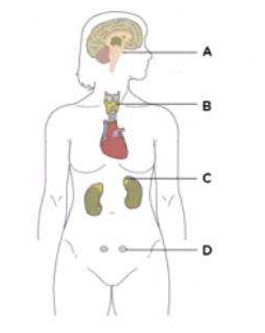 <p>Which of the following endocrine organs in the diagram below is involved in regulating milk production following childbirth?</p>