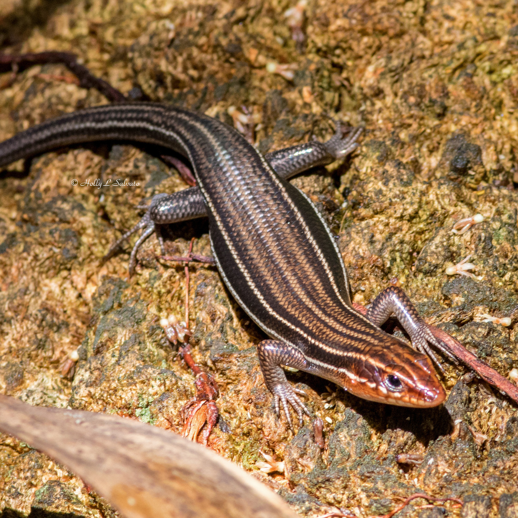 <p>Southeastern Five-lined Skink, live in SE USA, young are dark with bright blue tail, females lose tail, males turn coppery brown with red head and no stripes, ventral scales are equal length</p>