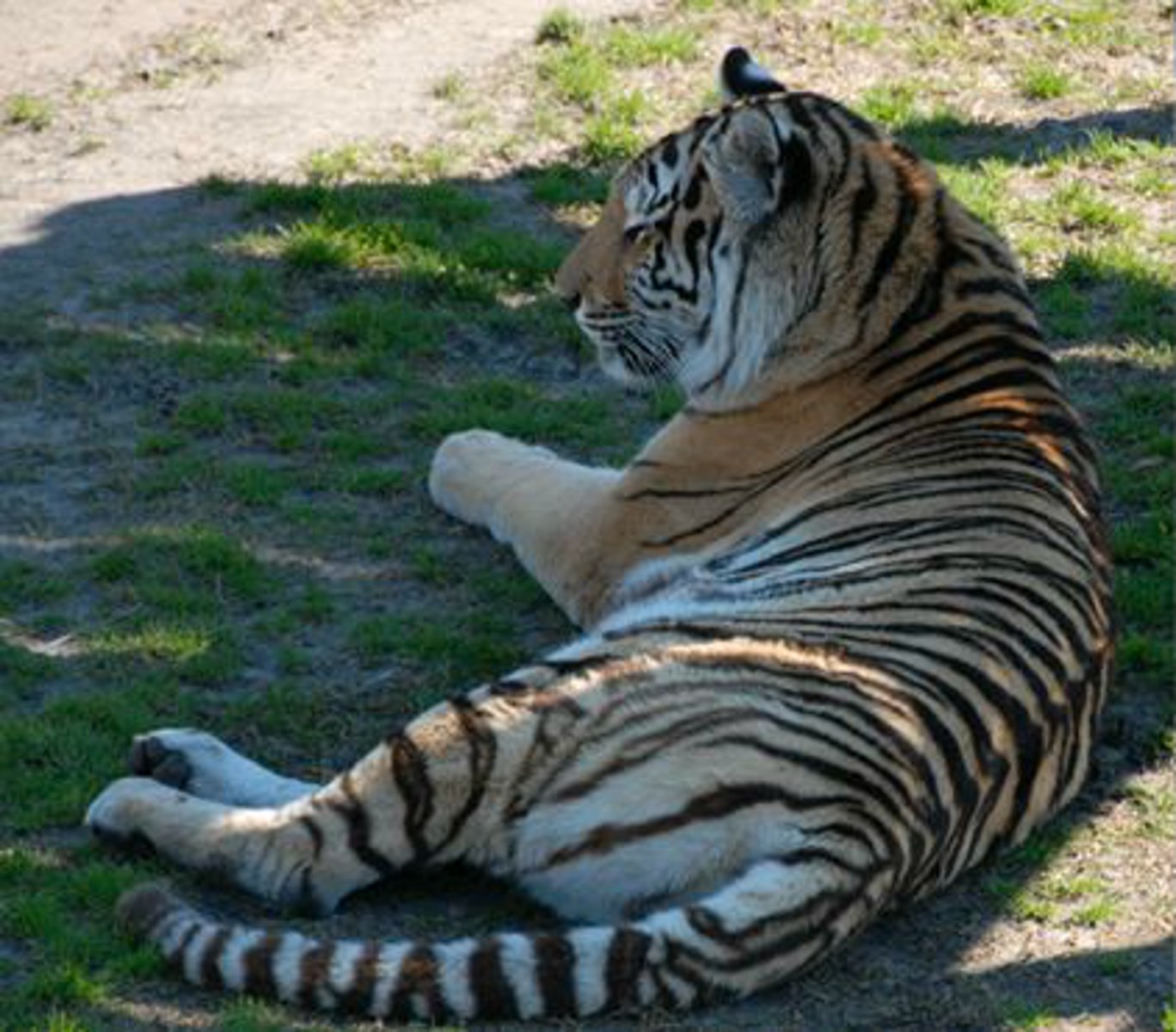 <p>Identify the species shown:</p>