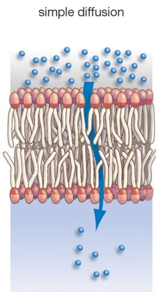 <p>Movement of molecules from an area of higher concentration to an area of lower concentration.</p>