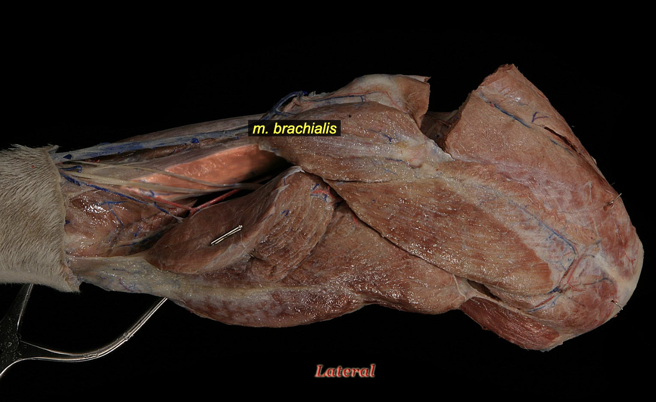 <p><span>O: lateral aspect of proximal 1/3rd of humerus</span><br><span>I: ulnar and radial tuberosities</span></p><p>N: musculocutaneous n.<br><span>A: elbow flexion</span></p>