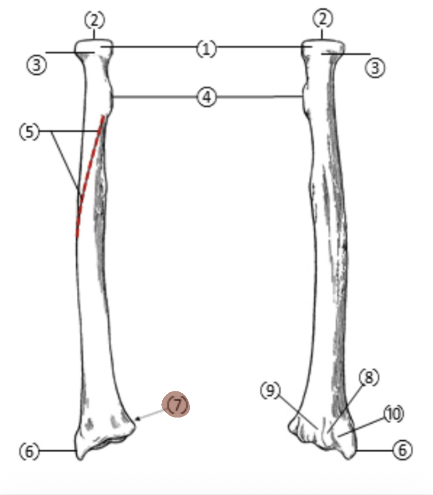 <p>On the Distal end of the radius, which part is highlighted (7)?</p>
