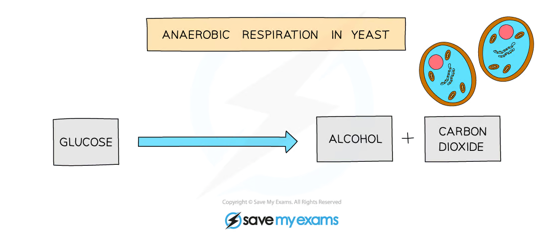 <ul><li><p>plants and yeast break down glucose <strong>without oxygen </strong>to produce <strong>ethanol and carbon dioxide</strong></p></li><li><p>anaerobic respiration in yeast cells is called <strong>fermentation</strong></p><ul><li><p>fermentation is important in the manufacture of <strong>bread </strong>and <strong>brewing</strong></p></li></ul></li></ul><p></p>