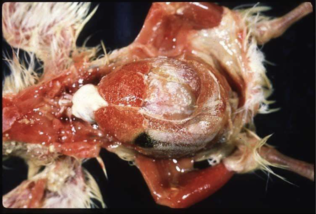 <p>What is this chicken suffering from?</p>