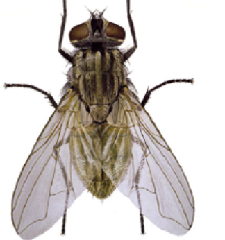 <p>What fly is this? </p>