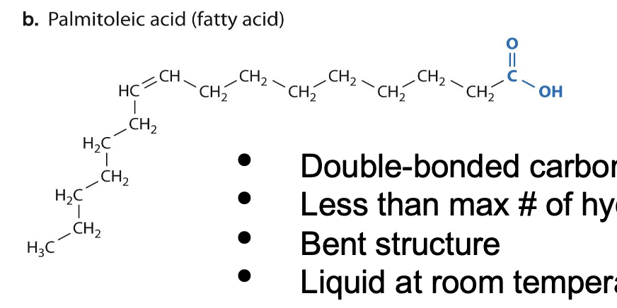 <ul><li><p>Double-bonded carbons</p></li><li><p>Less than Max # of hydrogens</p></li><li><p>Bent structure</p></li><li><p>Liquid at room temperature</p></li></ul><p></p>