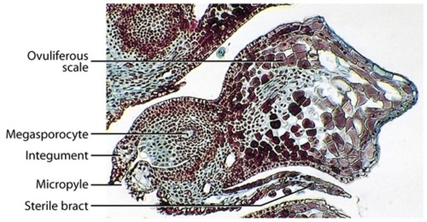 <p>large cones, made of ovules, has seed coat (integument), inside megasporangia haploid megaspores are created that become megagametophytes (embryo sac), creates archegonium (contains egg), anthroidium not produced, has seed scale complex (ovuliferous scale + ovule + sterile bract)</p>