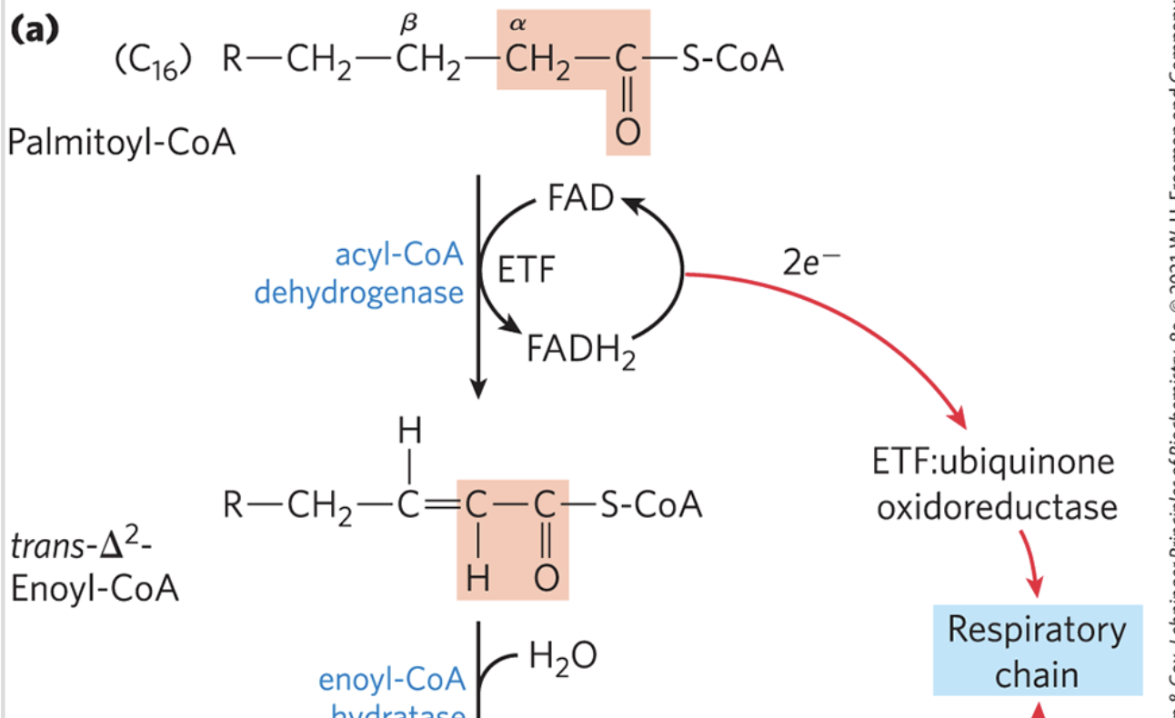 <ul><li><p><strong>oxidation</strong> (dehydrogenation) reaction of fatty acyl-CoA forms a double bond between the ⍺ and β carbons (C2 and C3)</p><ul><li><p>yields <strong>trans-∆<sup>2</sup>-enoyl-coA</strong></p></li></ul></li><li><p>catalyzed by <strong>acyl-coA dehydrogenase</strong></p></li><li><p>the new double bond has the trans configuration, whereas the double bonds in naturally occurring unsaturated fatty acids are normally in the cis configuration</p></li><li><p>analagous to succinate dehydrogenation in the citric acid cycle</p></li></ul><p></p>