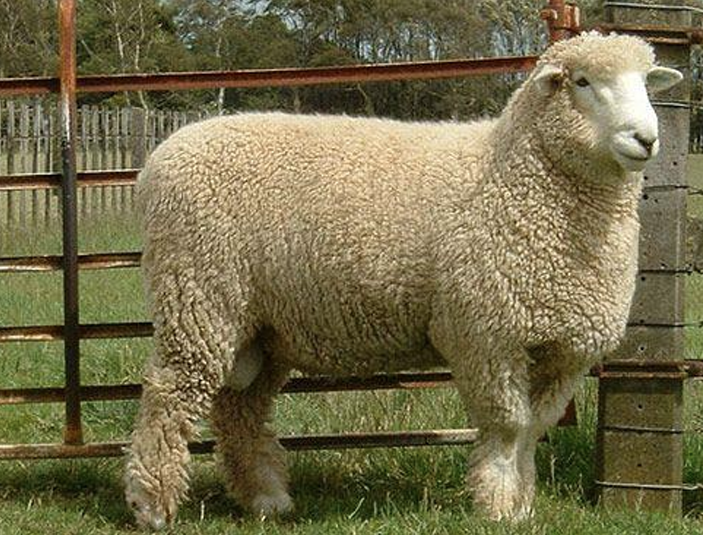 <ul><li><p>More similar to the fine-wools</p></li><li><p><strong>Used in cross-breeding</strong></p></li><li><p>Native to the<strong> Northwest U.S.</strong></p><ul><li><p><strong>Known for resistance to feet rot</strong></p></li></ul></li><li><p>Dark pigmentations</p></li><li><p><strong>Small carcass</strong></p><ul><li><p><strong>Short body</strong></p></li></ul></li></ul><p></p>