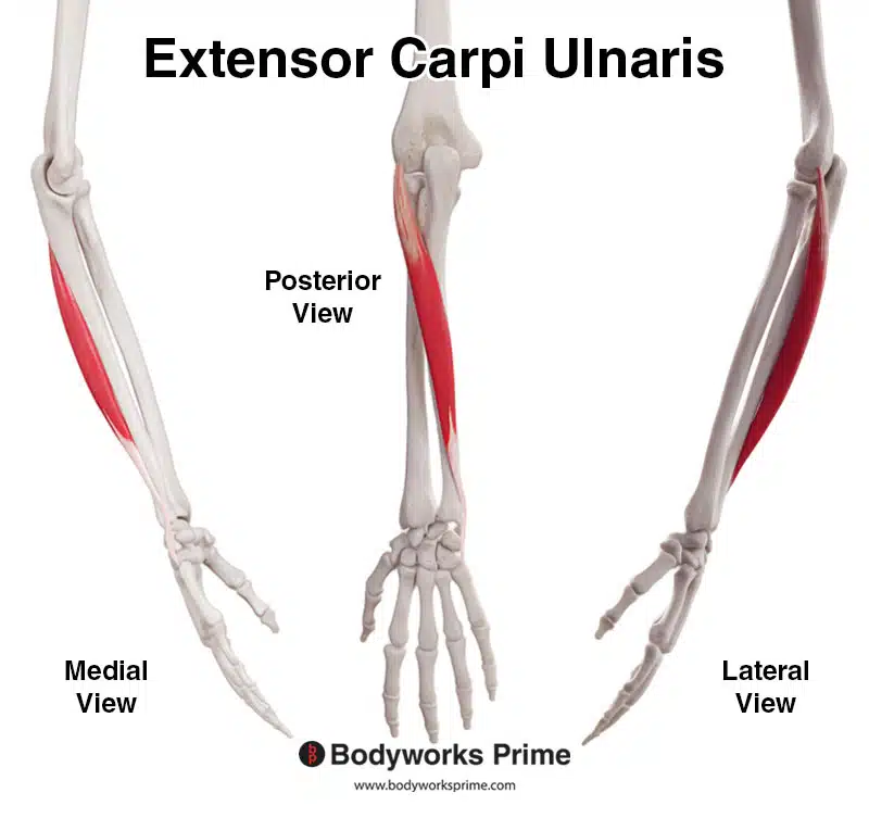 <p>back of arm, pinky side</p>