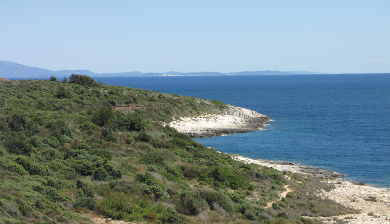 <p><strong>Značilne skupine rastlinstva</strong></p><p>Opiši rastlinstvo na sliki.</p>