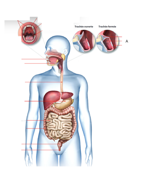 <p>À quel organe du tube digestif correspond la lettre A ?</p>