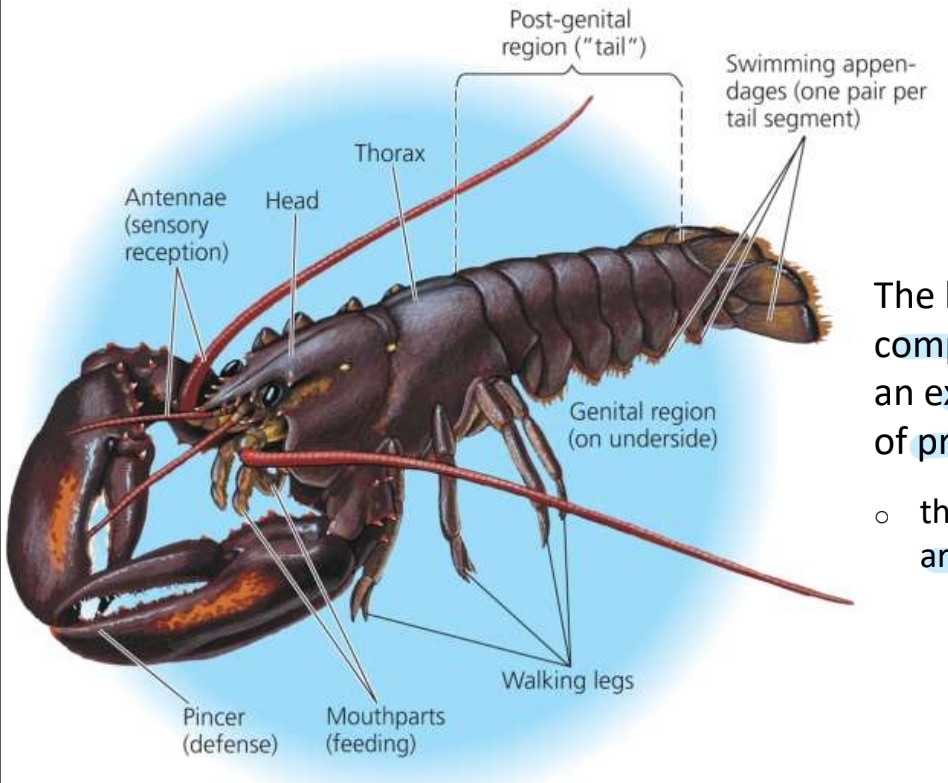 <p>Characteristics of arthropods</p>