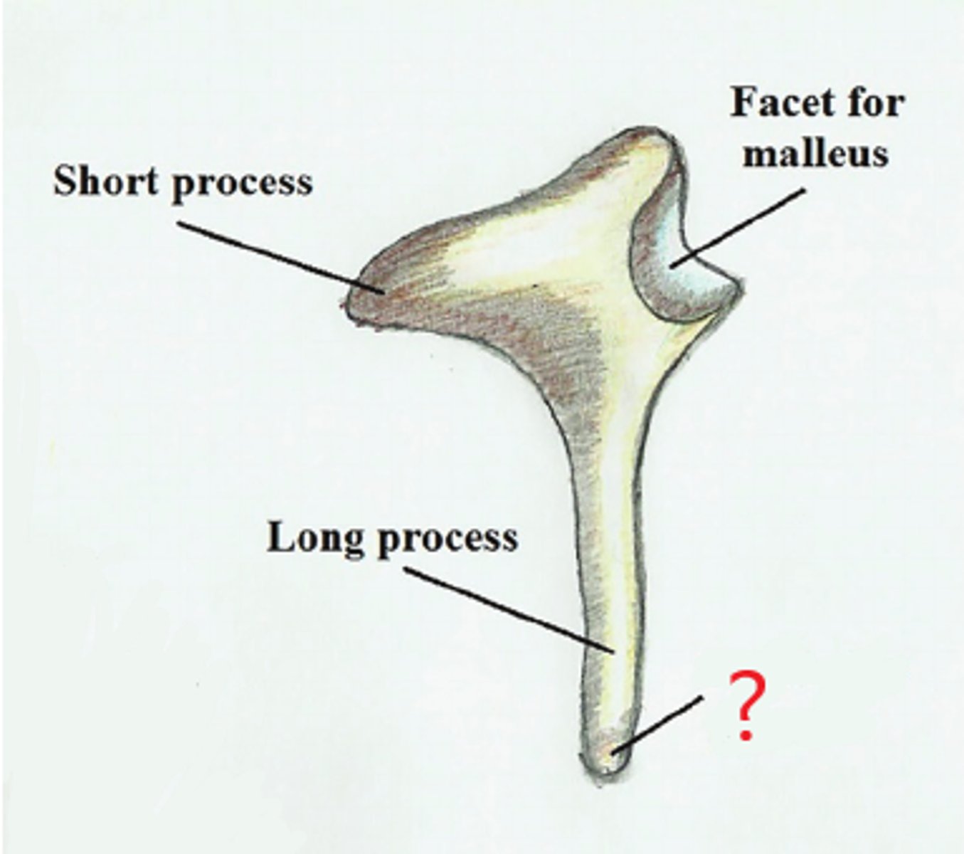 <p>egg-shaped end of the incus. transmits vibrations from the incus to the stapes</p>