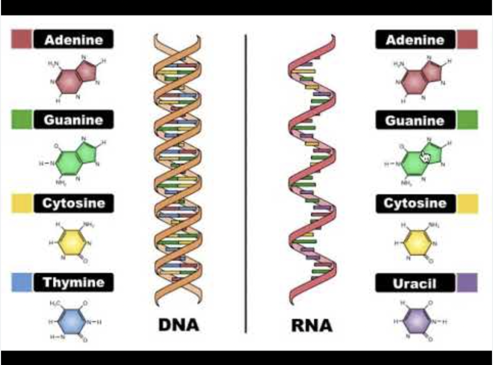 <p>Process of building mRNA: complementary bases of RNA and DNA</p>