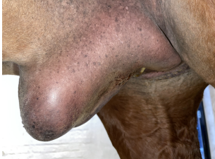 <p>AKP store husdyr blok 1 2024</p><p>Du har kastreret en hest for 5 dage siden. Ejer tilkalder dig, da hun ikke synes, at såret ser ud til at hele, som det skal. Ved din kliniske undersøgelse finder du T 38,5, P 40 R 20. Hvordan vil du behandle hesten?</p><p>1 Åbne incisionen sterilt, give 5 dages antibiotika og NSAID, lade hesten få motion </p><p>2 Åbne incisionen sterilt, give 14 dages antibiotika og 5 dages NSAID, lade hesten få motion </p><p>3 Give 5 dages NSAID, lade hesten få motion </p><p>4 Det er ikke nødvendigt at gøre mere</p>