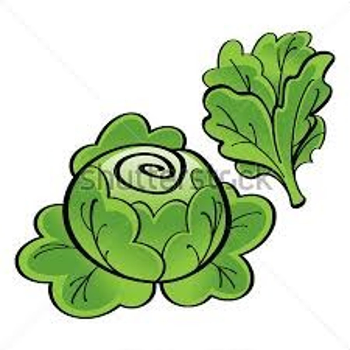 <p>lettuce</p>